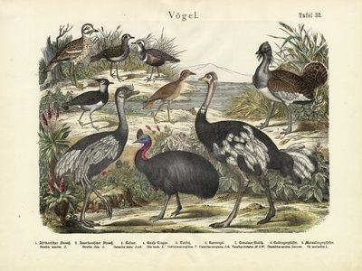 Birds by German School